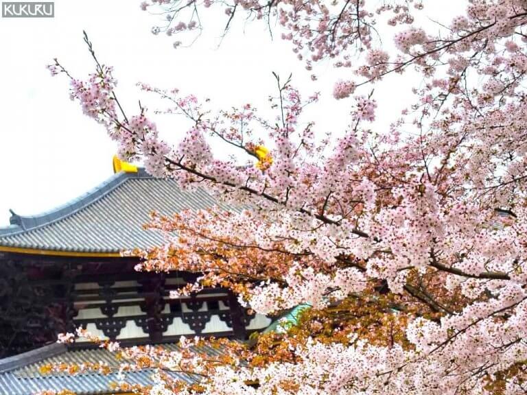 日本櫻花
